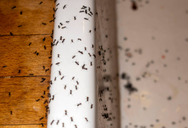 Best Ant Control Services  in Addison, WV